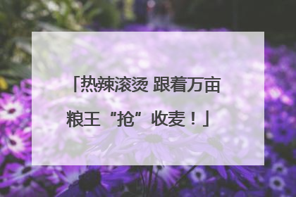 热辣滚烫 跟着万亩粮王“抢”收麦！
