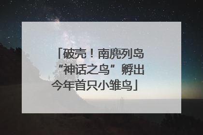 破壳！南麂列岛“神话之鸟”孵出今年首只小雏鸟