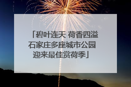 碧叶连天 荷香四溢 石家庄多座城市公园迎来最佳赏荷季