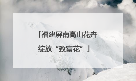 福建屏南高山花卉绽放“致富花”