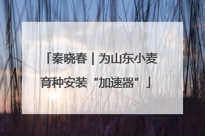 秦晓春｜为山东小麦育种安装“加速器”