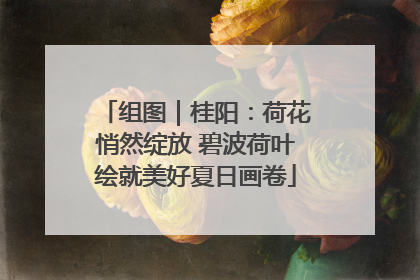 组图｜桂阳：荷花悄然绽放 碧波荷叶绘就美好夏日画卷