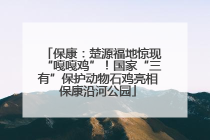 保康：楚源福地惊现“嘎嘎鸡”！国家“三有”保护动物石鸡亮相保康沿河公园