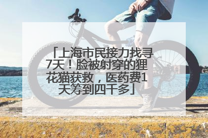 上海市民接力找寻7天！脸被射穿的狸花猫获救，医药费1天筹到四千多