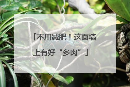 不用减肥！这面墙上有好“多肉”