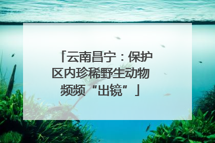云南昌宁：保护区内珍稀野生动物频频“出镜”