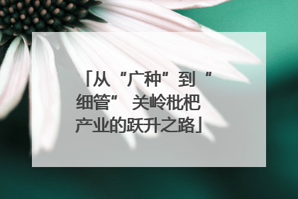 从“广种”到“细管” 关岭枇杷产业的跃升之路