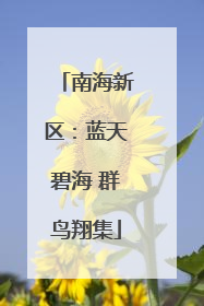南海新区：蓝天碧海 群鸟翔集