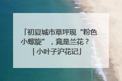 初夏城市草坪现“粉色小螺旋”，竟是兰花？ | 小叶子沪花记