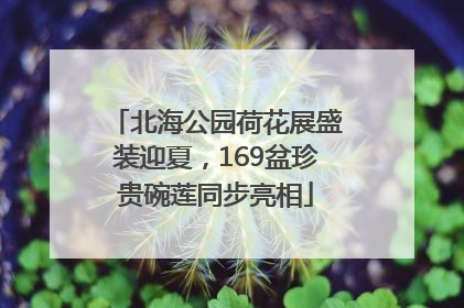 北海公园荷花展盛装迎夏，169盆珍贵碗莲同步亮相