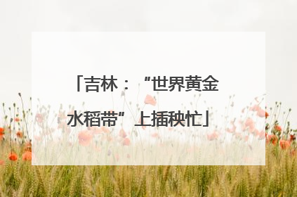 吉林：“世界黄金水稻带”上插秧忙