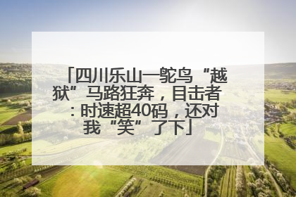 四川乐山一鸵鸟“越狱”马路狂奔，目击者：时速超40码，还对我“笑”了下