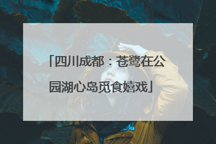 四川成都：苍鹭在公园湖心岛觅食嬉戏
