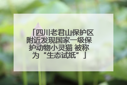 四川老君山保护区附近发现国家一级保护动物小灵猫 被称为“生态试纸”