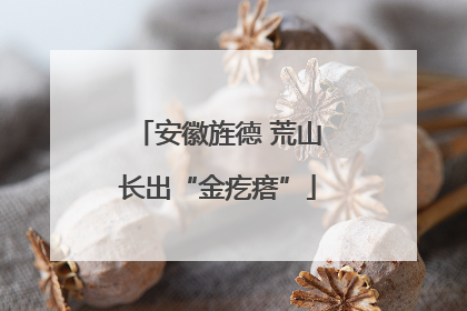 安徽旌德 荒山长出“金疙瘩”