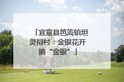 宜章县笆篱镇坦灵祠村：金银花开摘“金银”