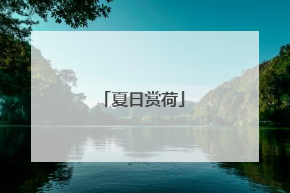 夏日赏荷