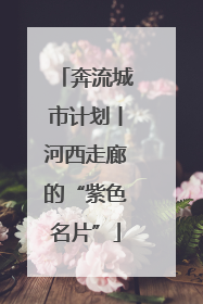 奔流城市计划丨河西走廊的“紫色名片”