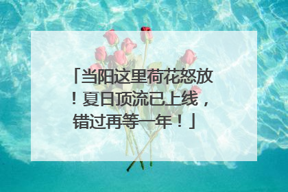 当阳这里荷花怒放！夏日顶流已上线，错过再等一年！