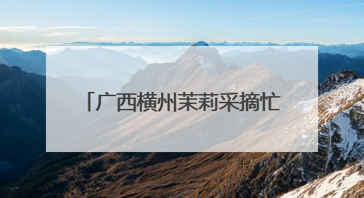 广西横州茉莉采摘忙 市场交易花香飘