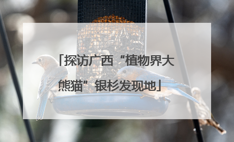 探访广西“植物界大熊猫”银杉发现地