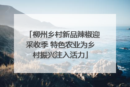柳州乡村新品辣椒迎采收季 特色农业为乡村振兴注入活力