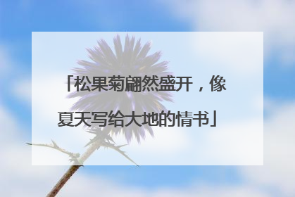 松果菊翩然盛开，像夏天写给大地的情书