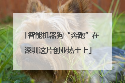 智能机器狗“奔跑”在深圳这片创业热土上
