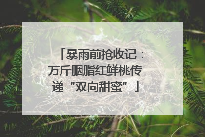 暴雨前抢收记：万斤胭脂红鲜桃传递“双向甜蜜”