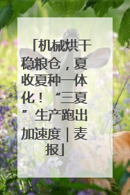 机械烘干稳粮仓，夏收夏种一体化！“三夏”生产跑出加速度｜麦报