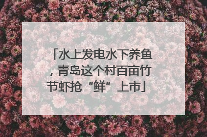 水上发电水下养鱼，青岛这个村百亩竹节虾抢“鲜”上市