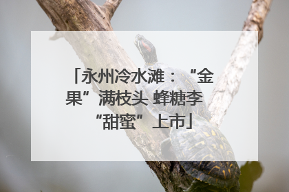 永州冷水滩：“金果”满枝头 蜂糖李“甜蜜”上市