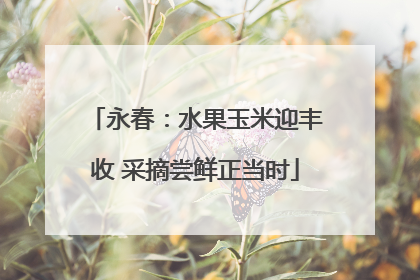 永春：水果玉米迎丰收 采摘尝鲜正当时