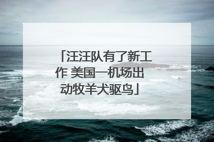 汪汪队有了新工作 美国一机场出动牧羊犬驱鸟