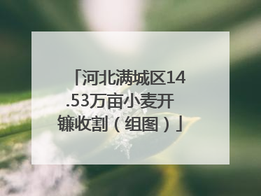 河北满城区14.53万亩小麦开镰收割（组图）