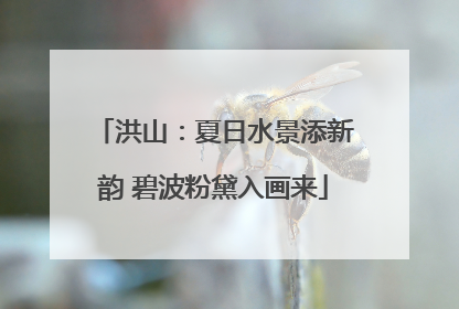 洪山：夏日水景添新韵 碧波粉黛入画来