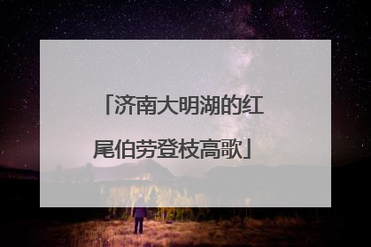 济南大明湖的红尾伯劳登枝高歌