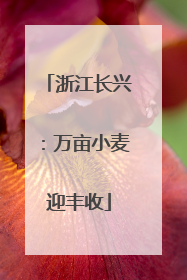 浙江长兴：万亩小麦迎丰收