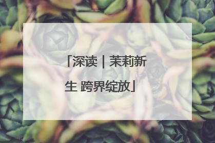 深读｜茉莉新生 跨界绽放
