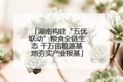 湖南构建“五优联动”粮食全链生态 千万亩粮源基地夯实产业根基