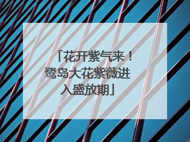 花开紫气来！鹭岛大花紫薇进入盛放期