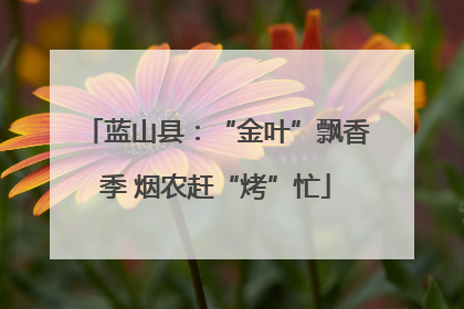 蓝山县：“金叶”飘香季 烟农赶“烤”忙