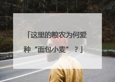 这里的粮农为何爱种“面包小麦”？