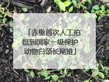 赤壁首次人工拍摄到国家一级保护动物白颈长尾雉