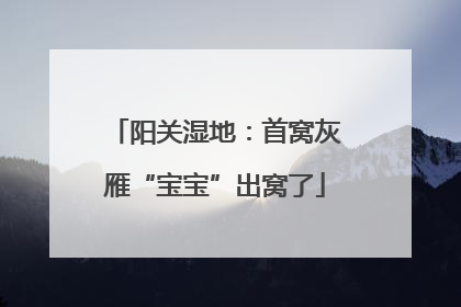 阳关湿地：首窝灰雁“宝宝”出窝了