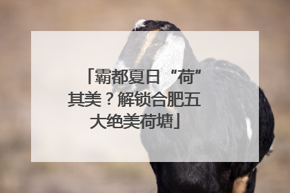 霸都夏日“荷”其美？解锁合肥五大绝美荷塘