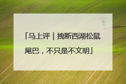 马上评｜拽断西湖松鼠尾巴，不只是不文明