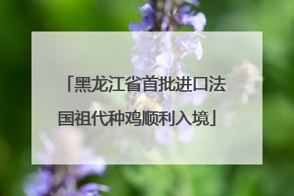 黑龙江省首批进口法国祖代种鸡顺利入境
